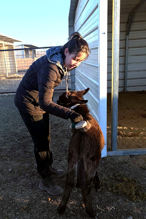 Alternative Spring Break participant brushing a donkey